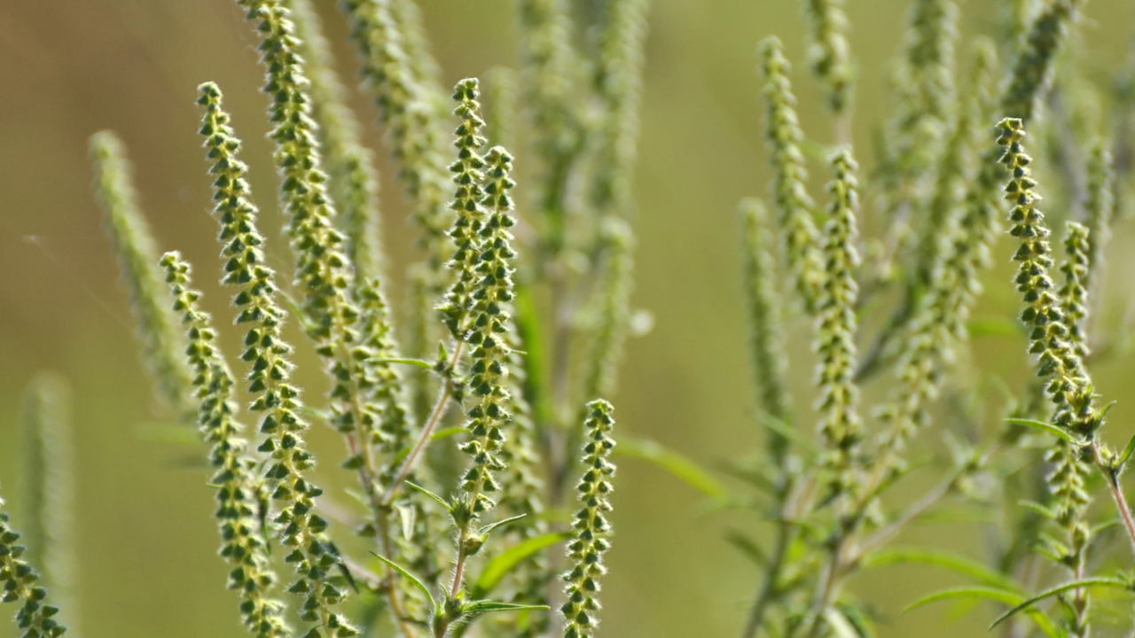 Нивото на дървесни и житни полени ще остане ниско до