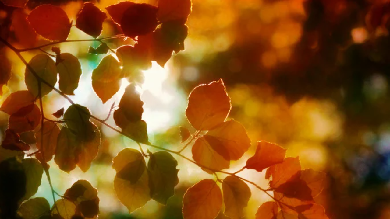 Топло и с много слънце ще бъде през следващите две