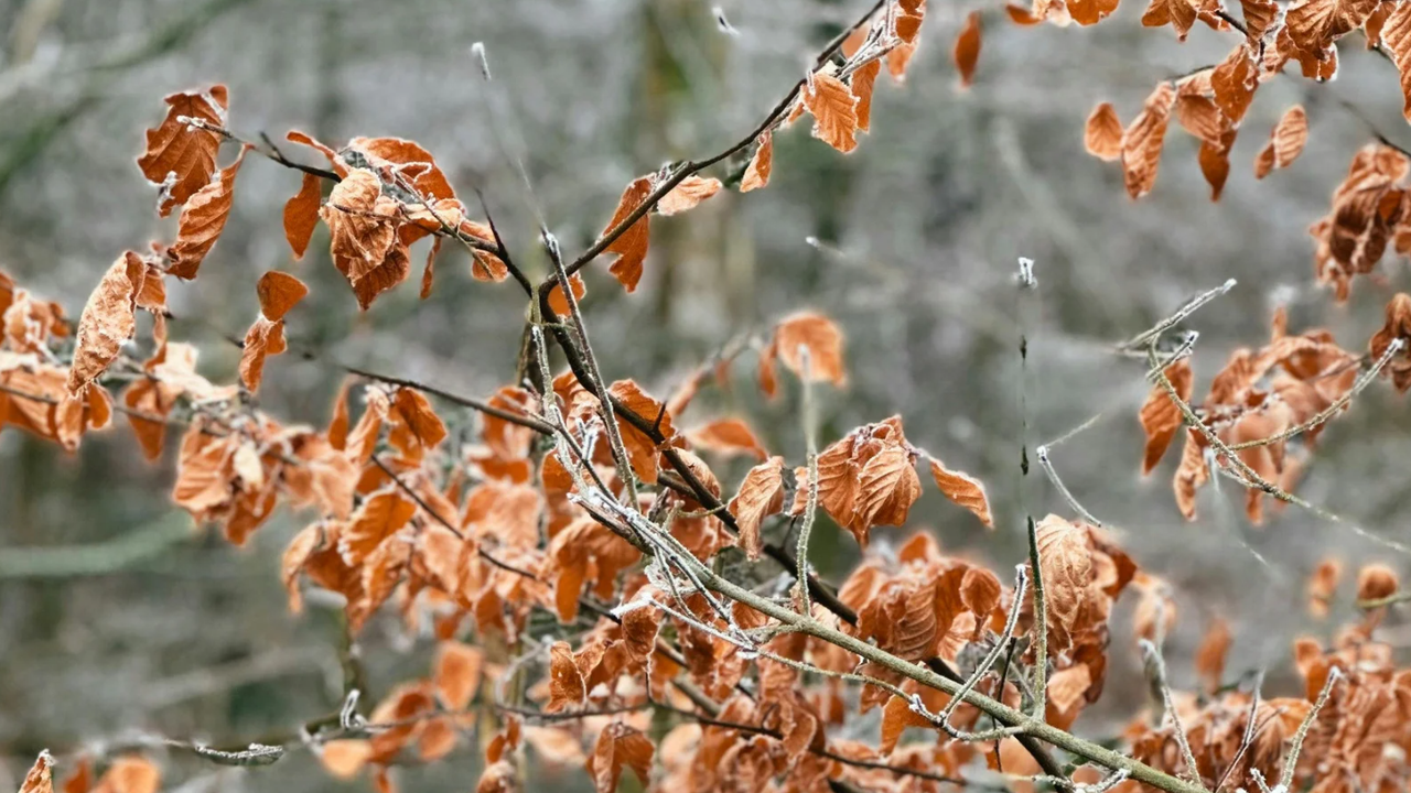 Метеоролог за времето: Започваме с ударна зимна обстановка!
