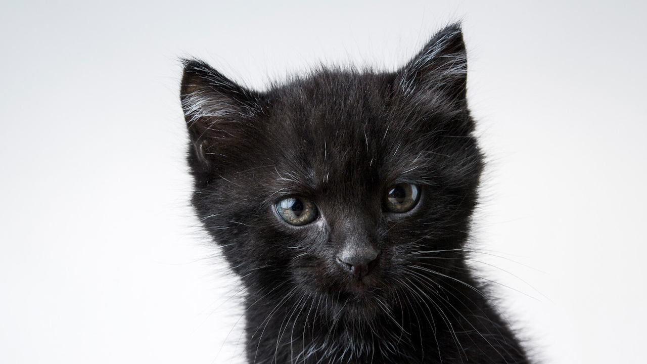 Защо котките слагат дупето си в лицето ви