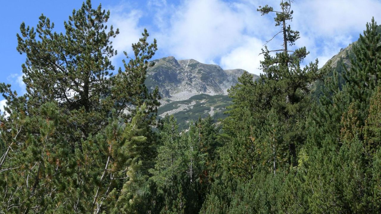 След пристигането на полицейския екип е установено, че мъжът не