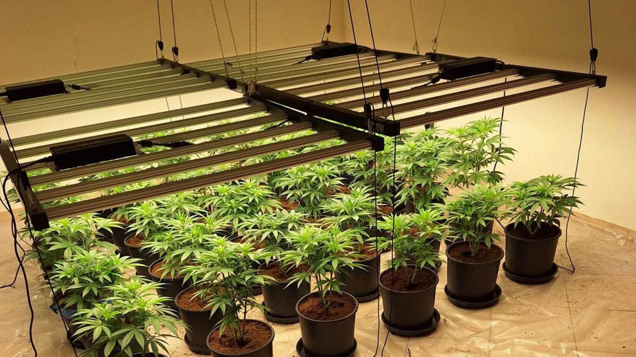 Уволняват горския служител, отглеждал коноп в района на Сандански