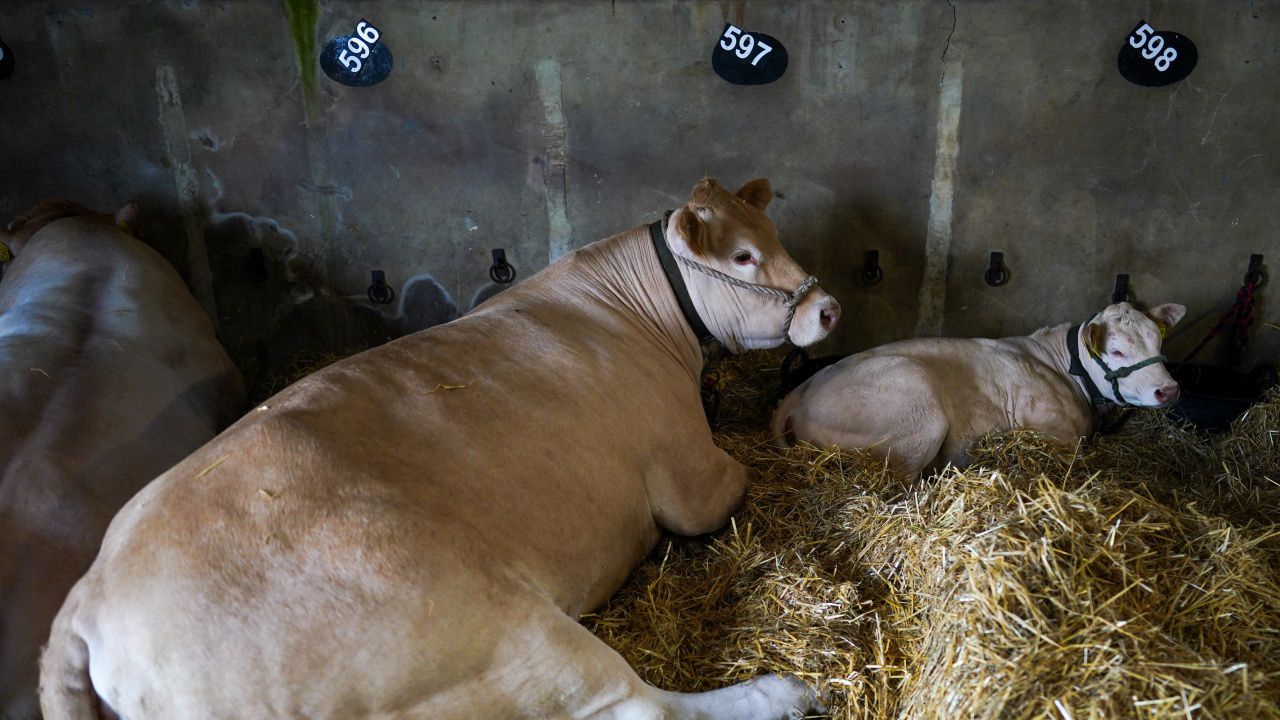 Блокираните крави на Капитан Андреево тъпчат труповете на умрелите животни, БАБХ със спешни мерки