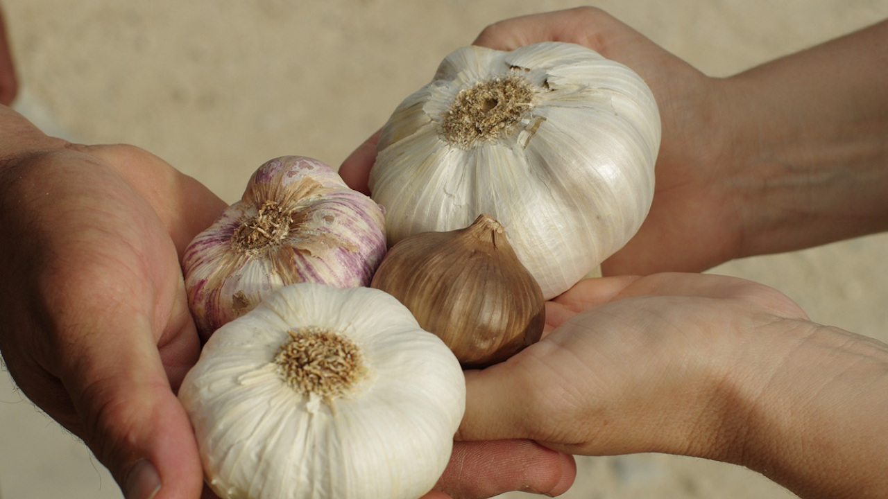 Събраха 450 лева на Празника на чесъна в Пробуда в подкрепа на кмета на селото