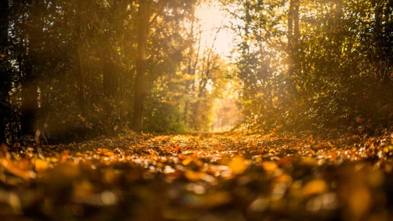 Прогноза за времето