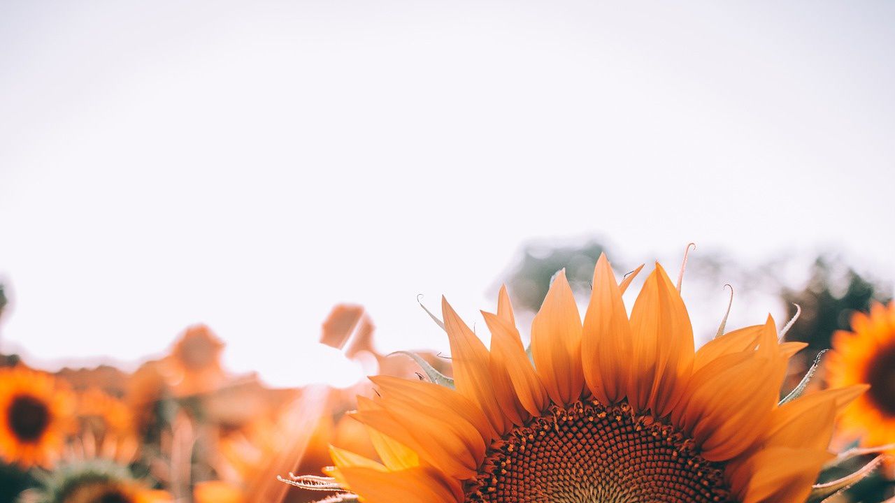 Поредна година лоша реколта на слънчоглед: Ще се повиши ли цената на олиото?