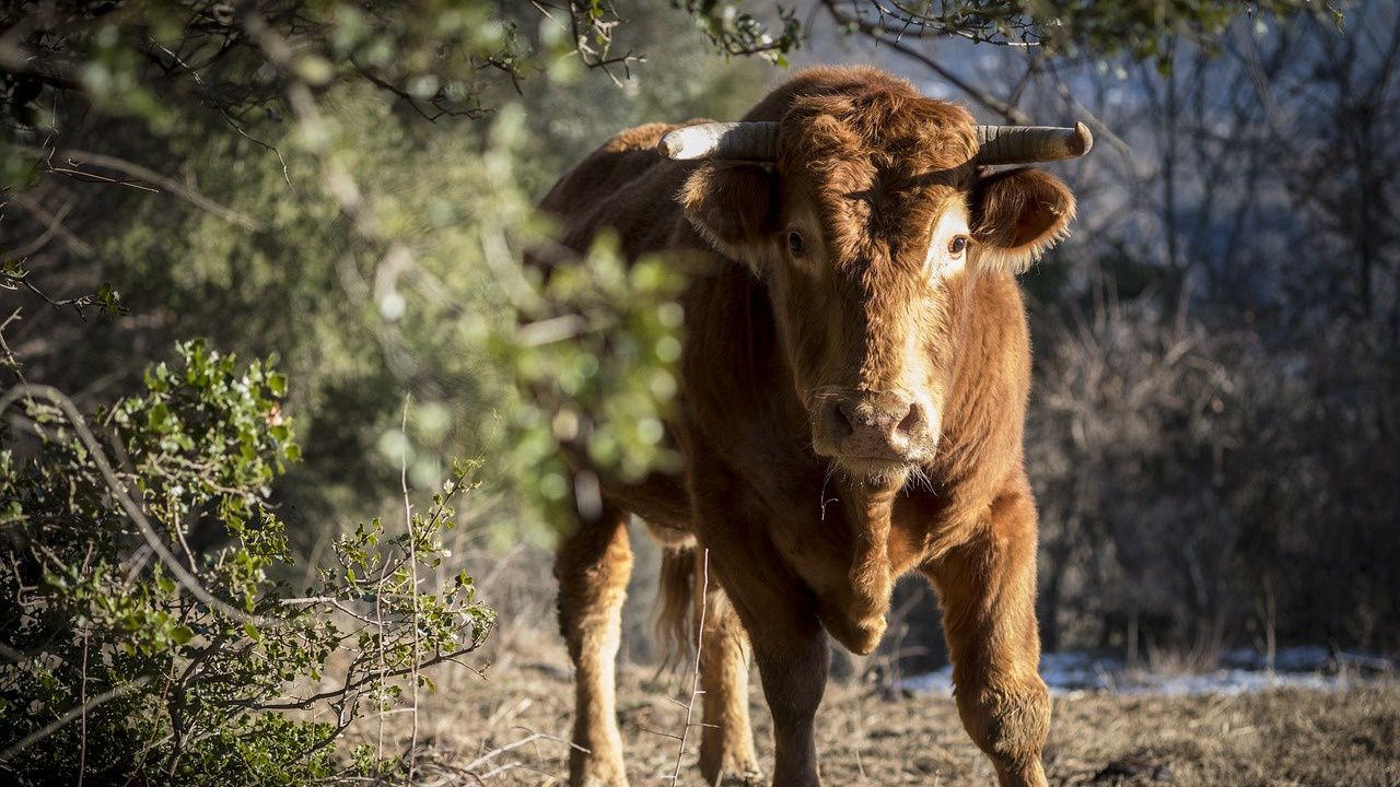 Изчезнал вид диво говедо е напът да бъде възроден в Шотландия