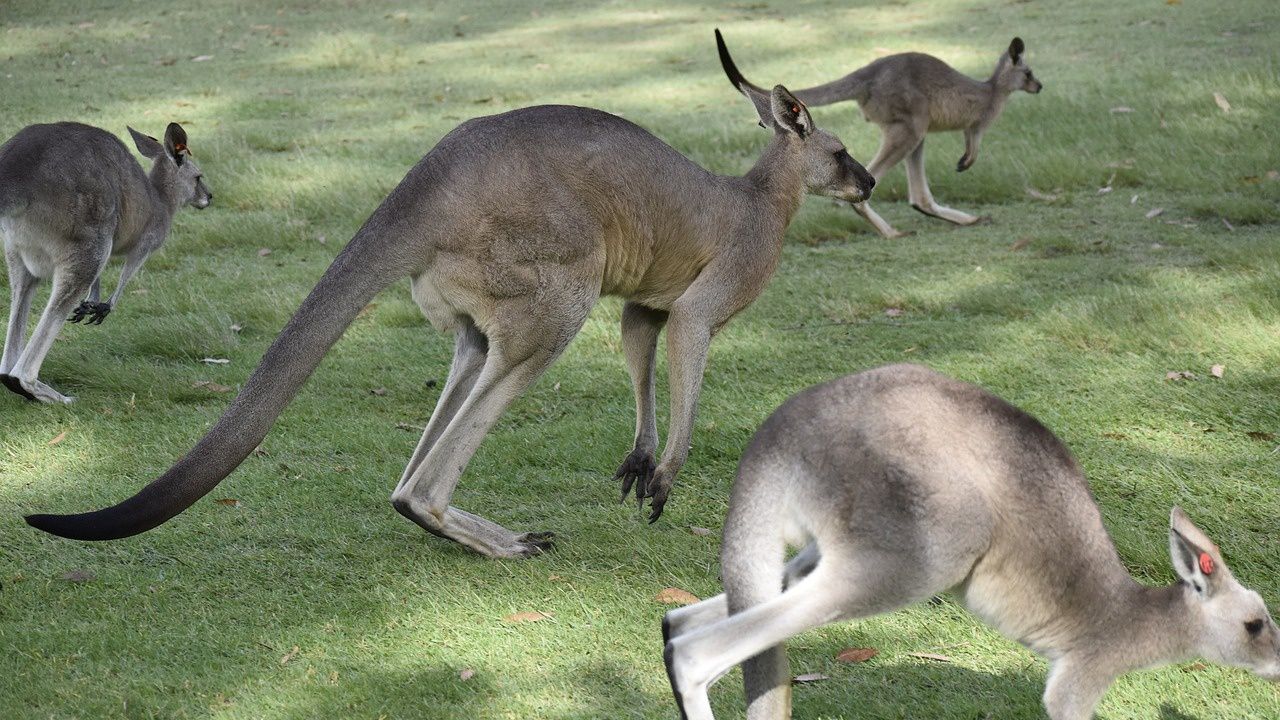 Десетки екзотични животни задържаха на турско-гръцката граница при Одрин