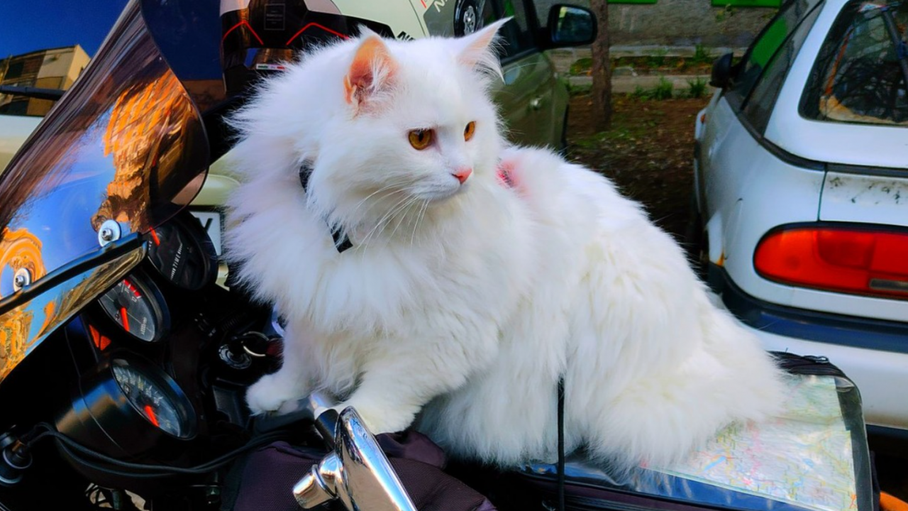 Котка обикаля България и света на мотор