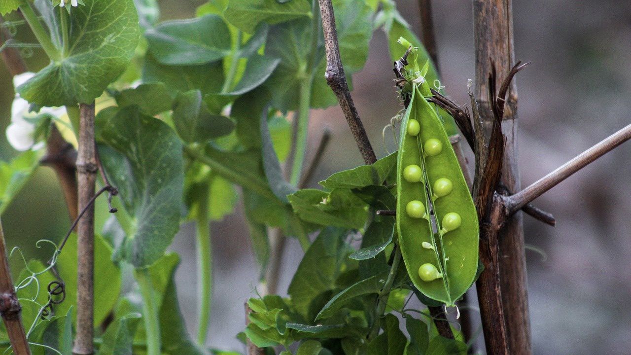 Засейте грах през февруари и ще имате реколта през април