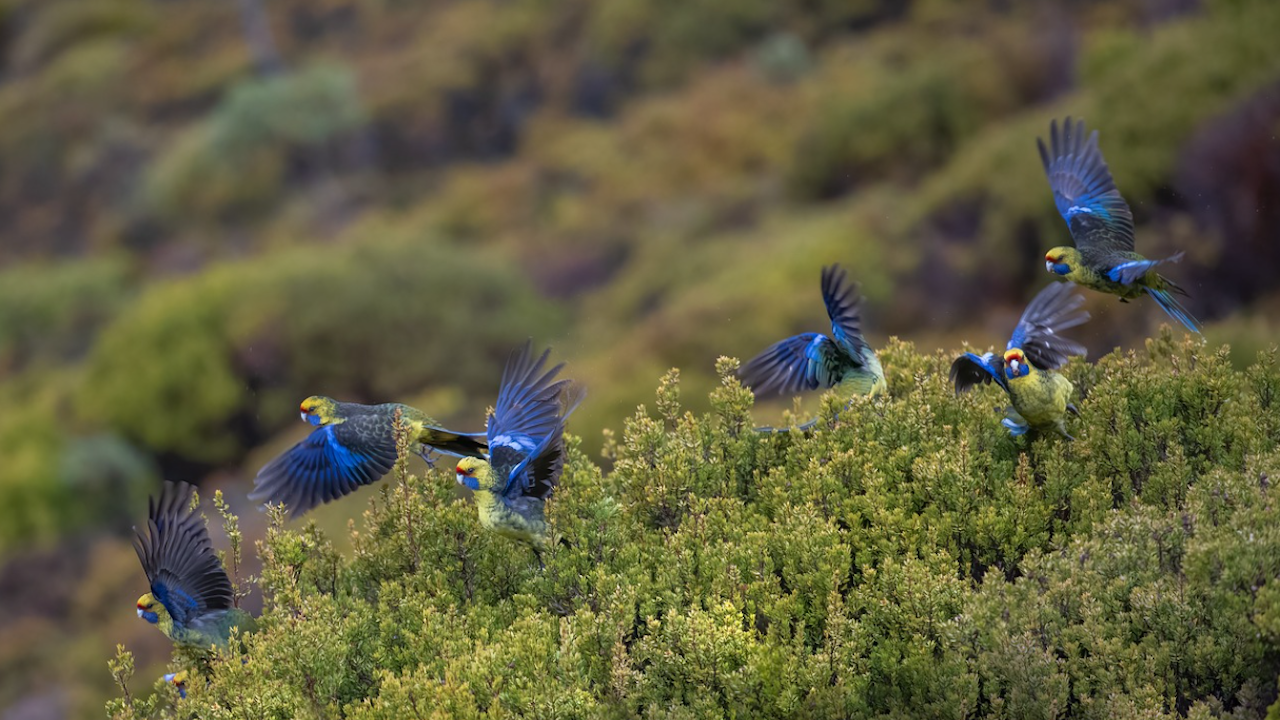 Аржентински град се бори с нашествие на папагали