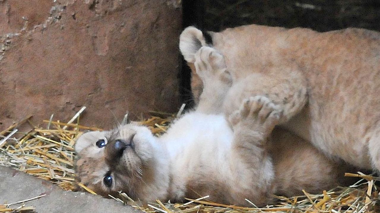 Столичният зоопарк преминава към зимно работно време