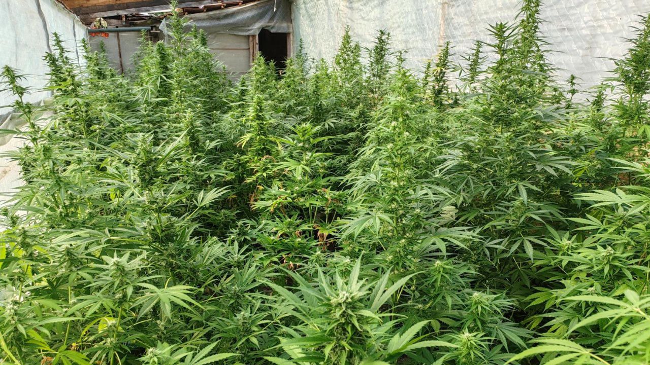 Служител в горско стопанство е обвинен за отглеждане на коноп в района на Сандански