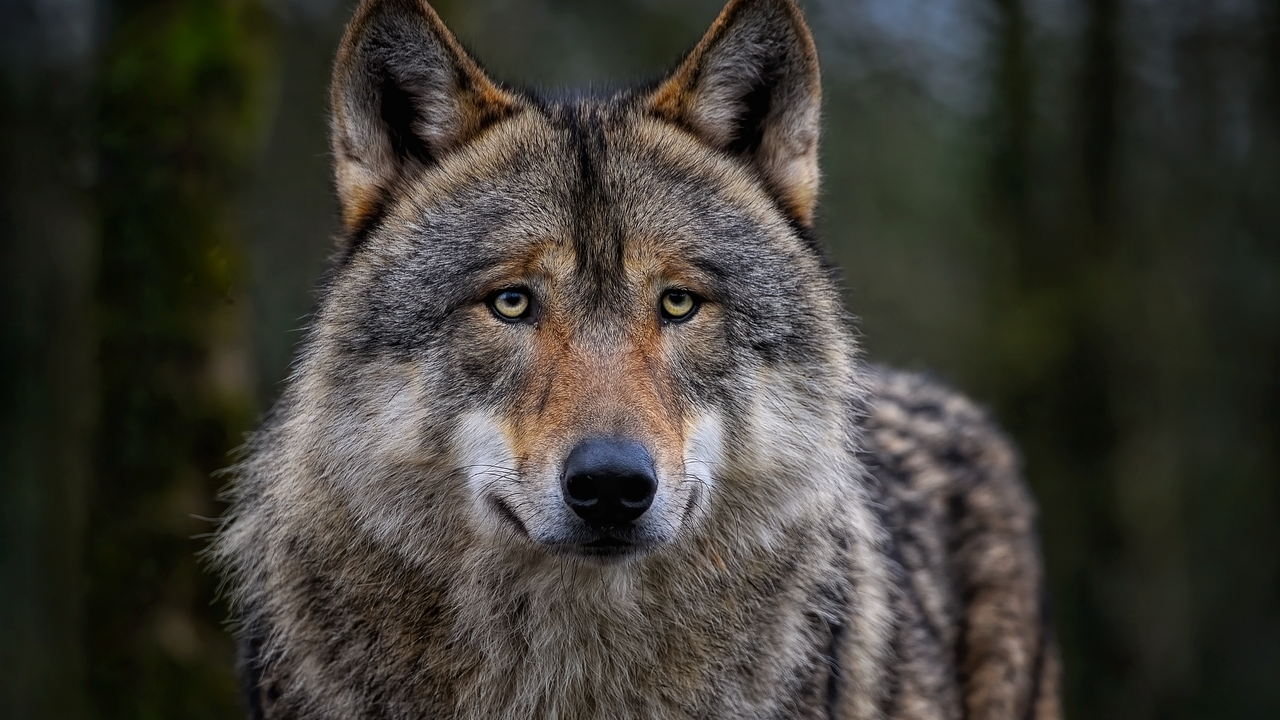 Нидерландските власти предупредиха хората да не навлизат в горски и