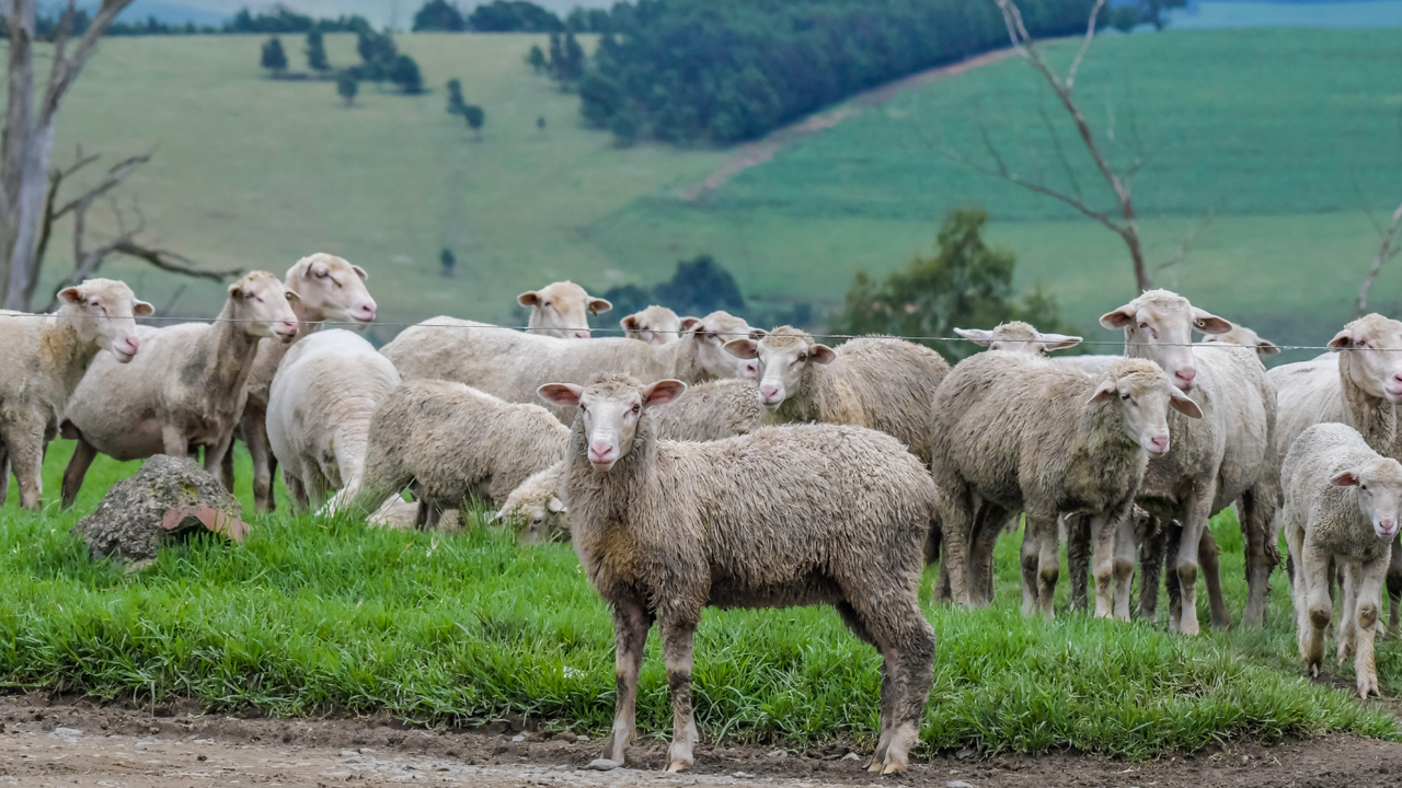 Общо 22,7 милиона евро под формата на незаконно изплатени субсидии