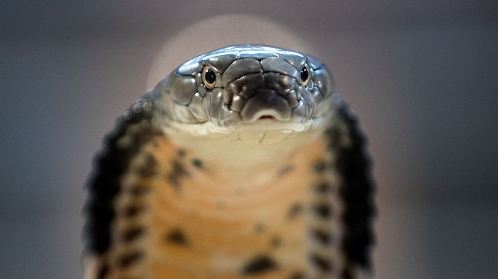 Сам Езугву, приятел на певицата и музикален директор на хор