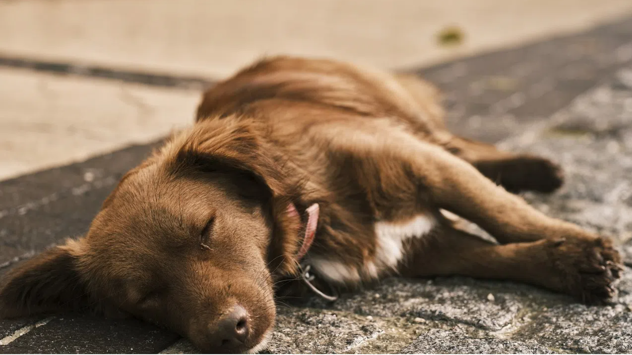 Разследват смъртта на бездомно куче в Кърджали