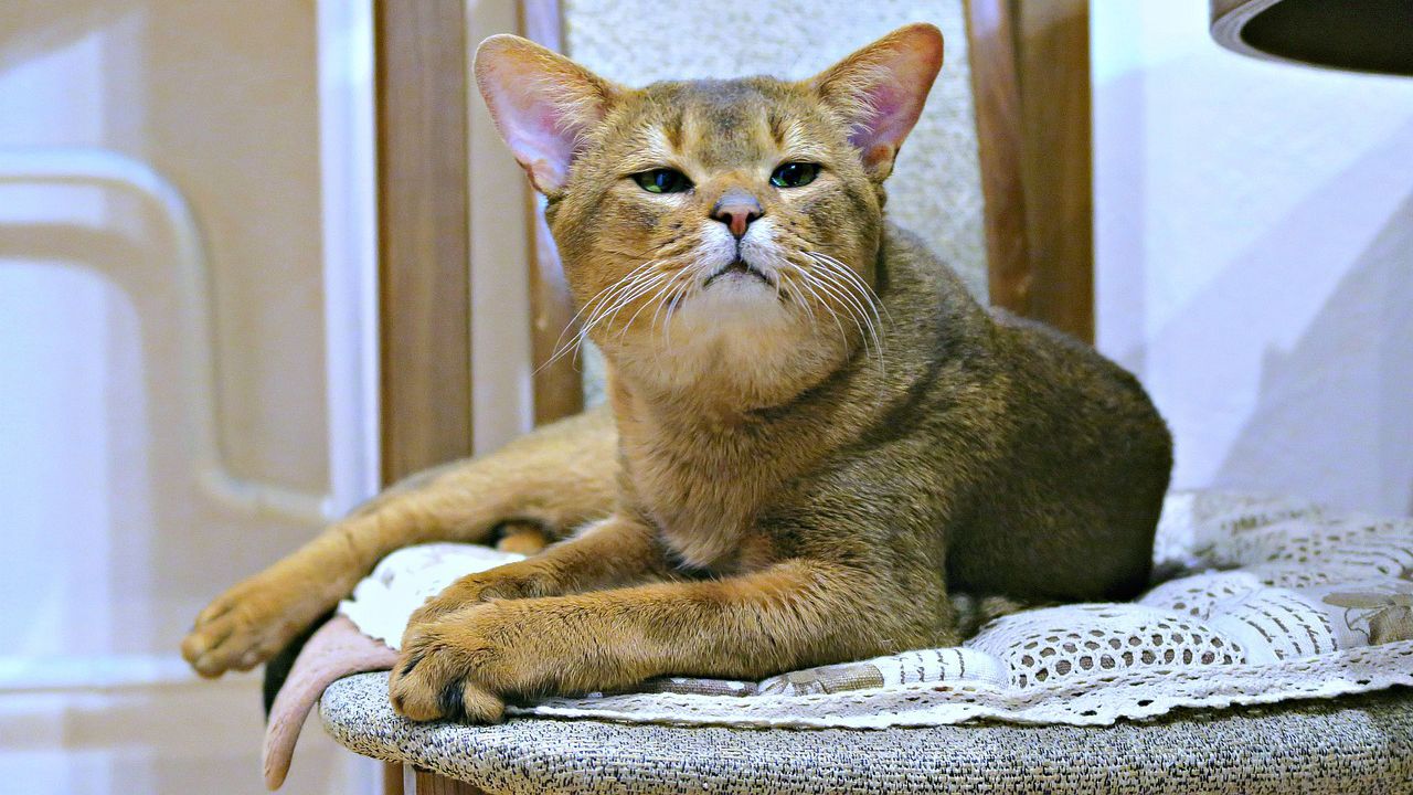 85-годишна беше намерена мъртва и изгризана от котките си в