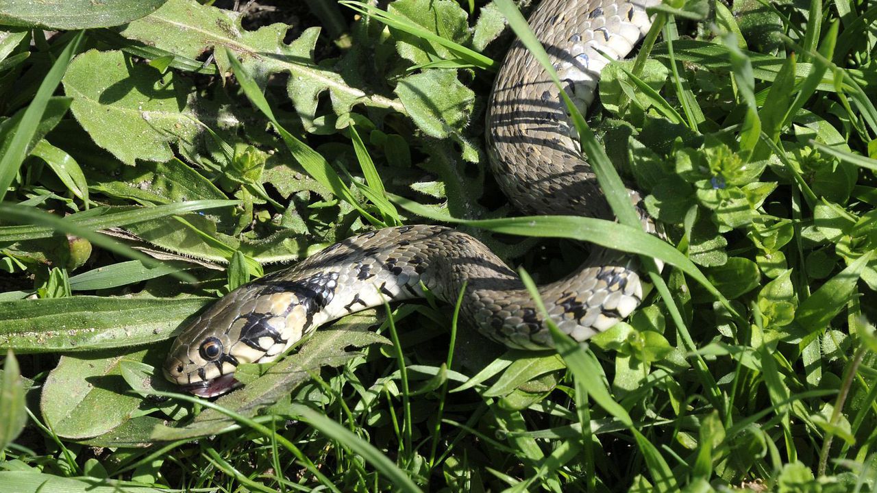 Какво е чувството да намериш змия в хола?Историята е от