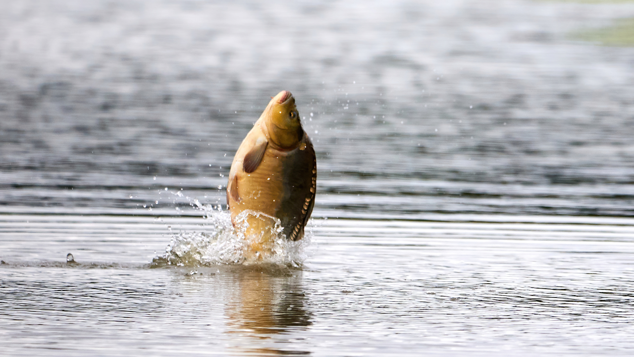 Това е 12-и поред Никулден за магазина за прясна риба.