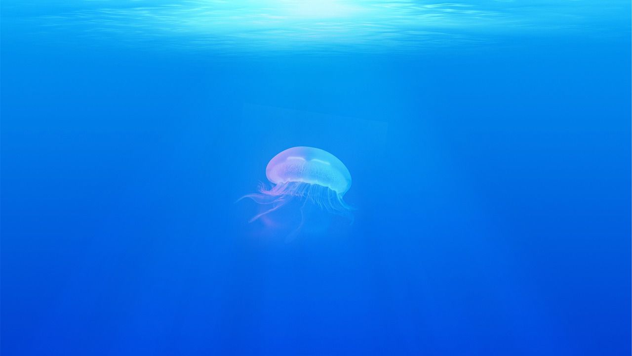 Загубата на морски лед променя цветовете на светлината в океанската вода