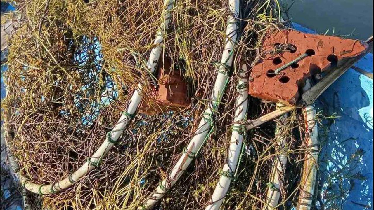 Служители на Изпълнителната агенция по рибарство и аквакултури (ИАРА) -