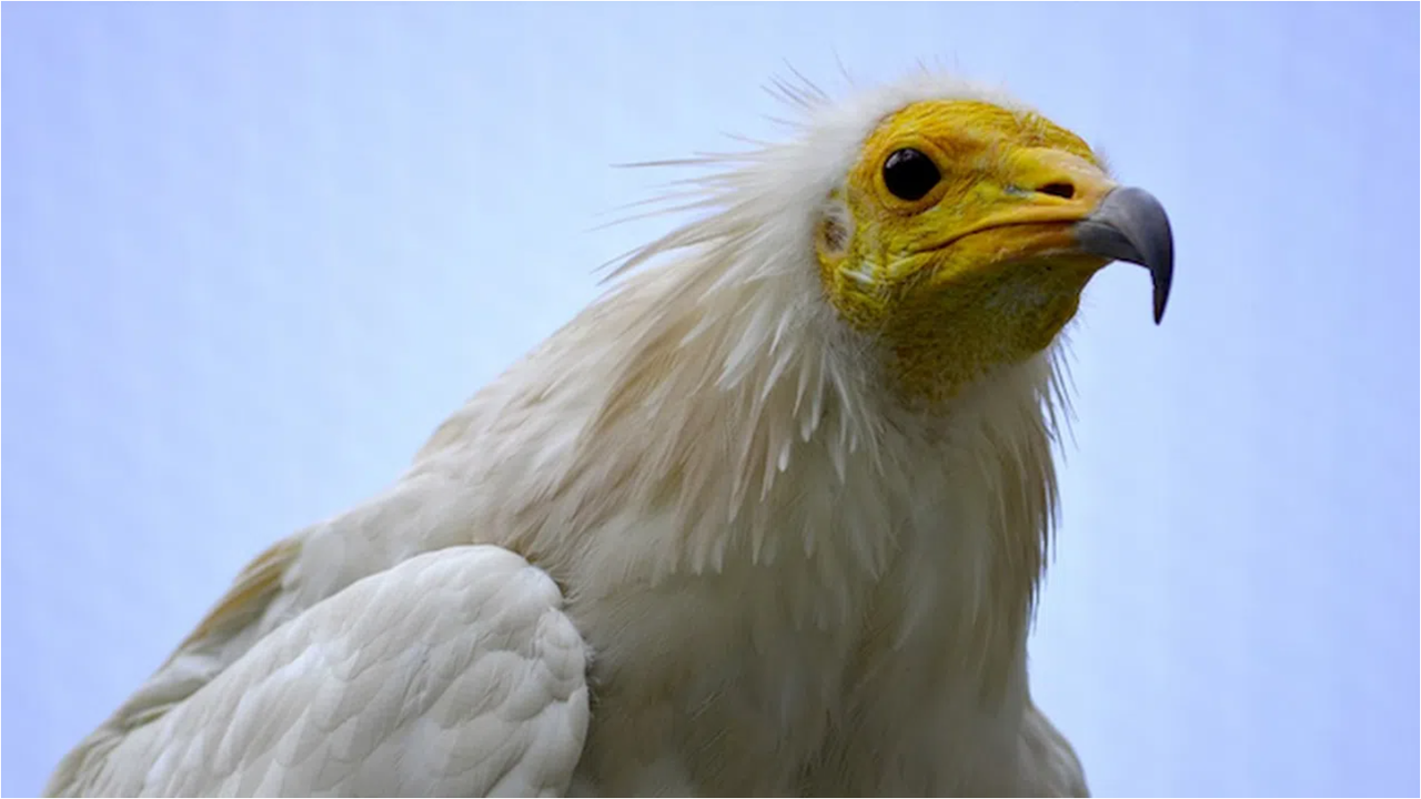 Откриха мъртъв египетски лешояд край крумовградското село Храстово