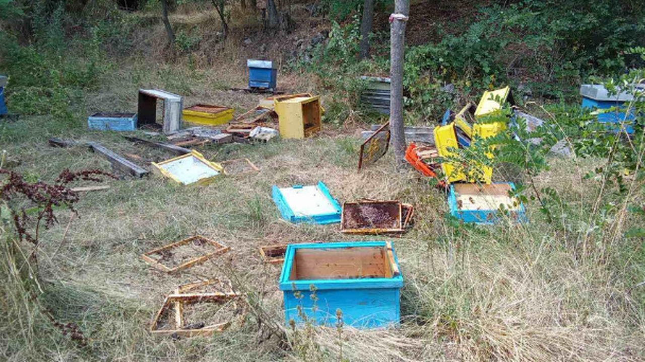 Две мечета нападнаха и опустошиха пчелини в местността Трифончето край