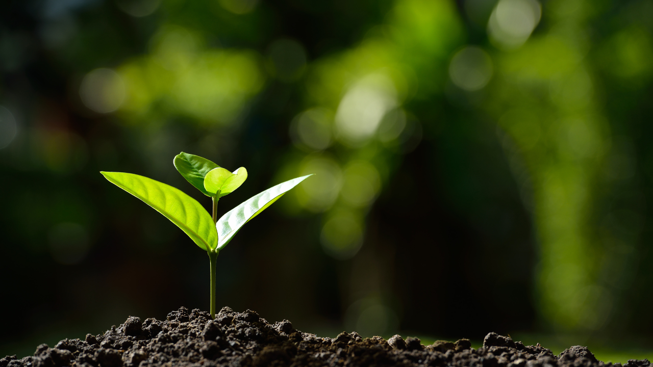 Учени установиха, че нанопластмаса успява да проникне и в корените на житни растения