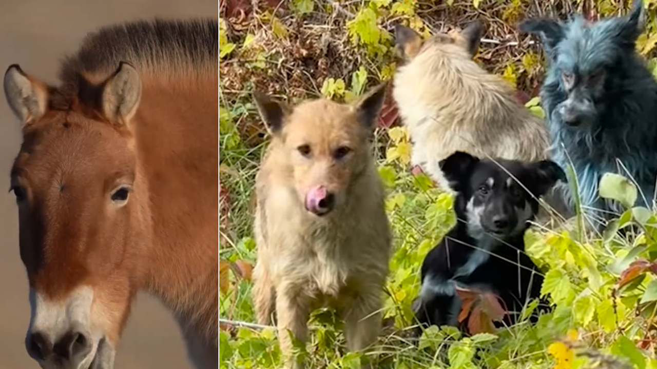 "Не сме сигурни какво точно се случва”: сини кучета обитават горите около Чернобил. И изглеждат доста активни