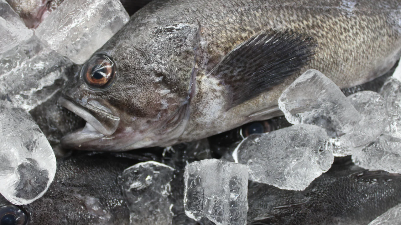 Пазарът в Бургас е оживен, макар рибарите да изпращат слаба