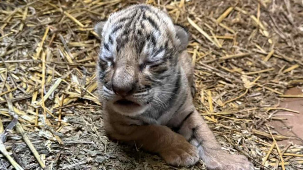 Кметът Живко Тодоров сподели, че скоро ще бъде обявен конкурс