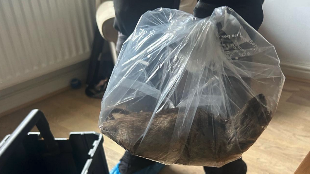 Мъж намери в дома си плъх с размерите на котка