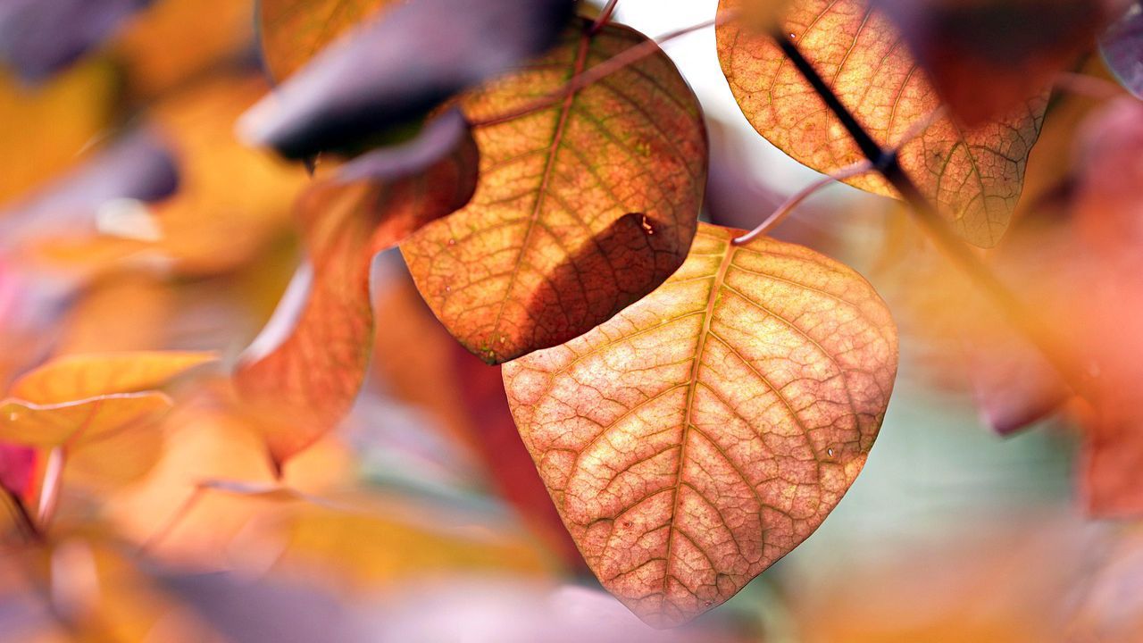 Времето днес