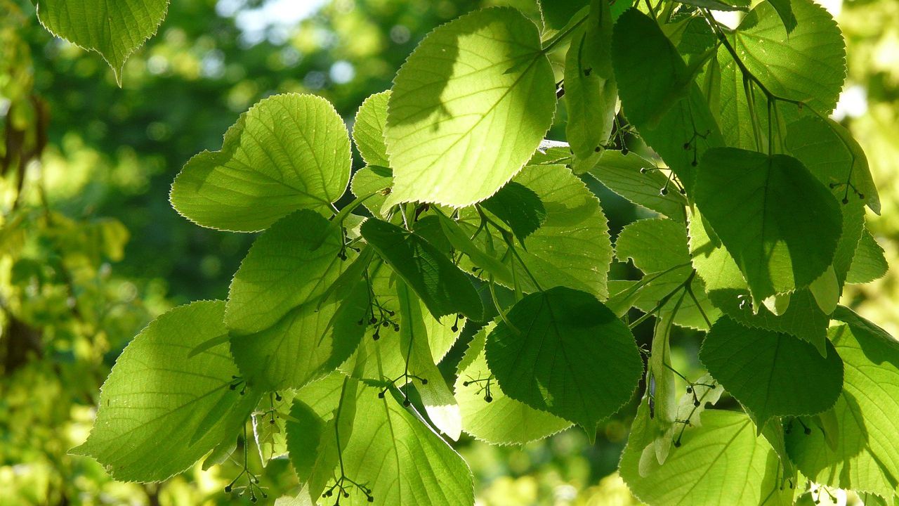В сезона на цъфтежа на липите кметът на Търговище Дарин
