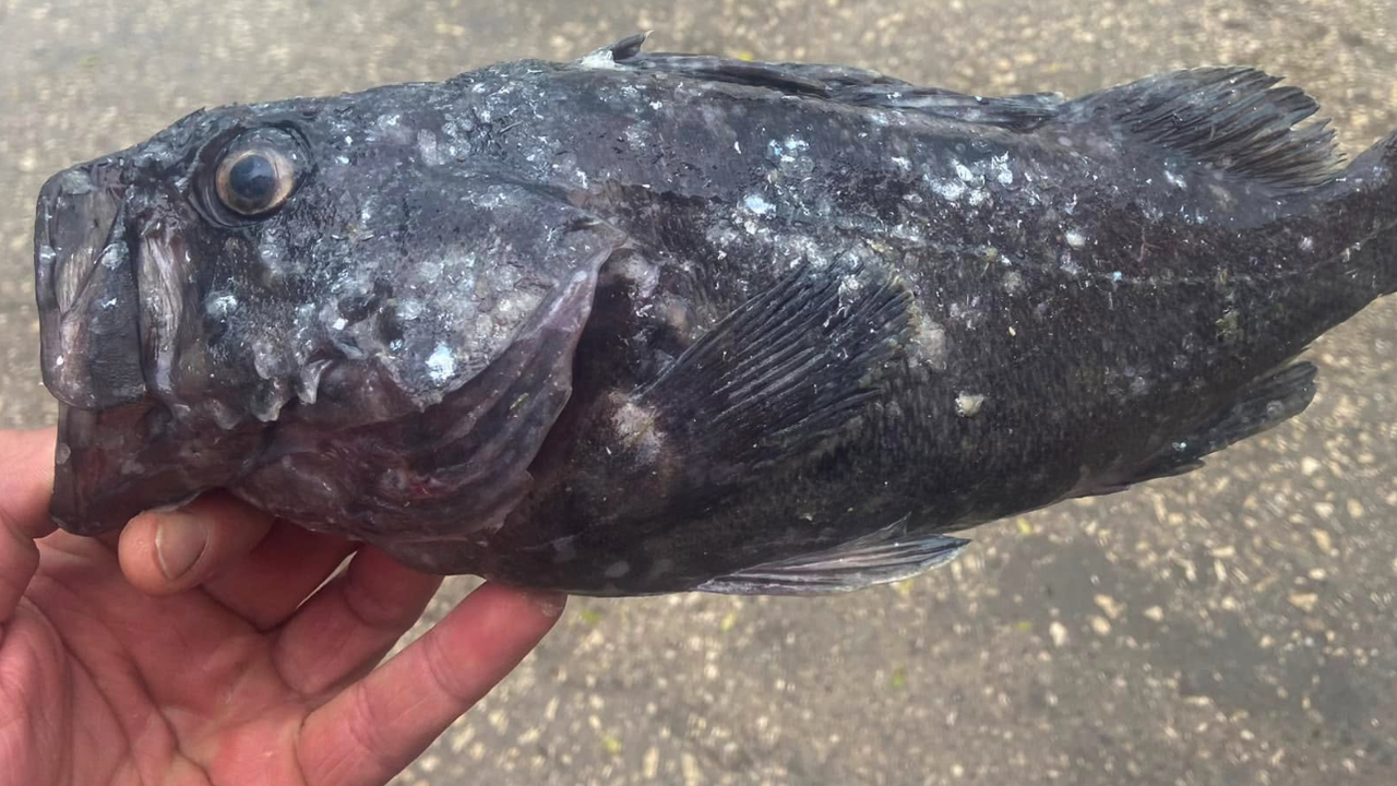 Пост в групата Морски Риболов - Маниаци от рибар предизвика