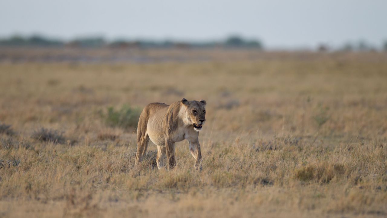 Германският предприемач Бернд Кебел, на 59 години, е починал миналия
