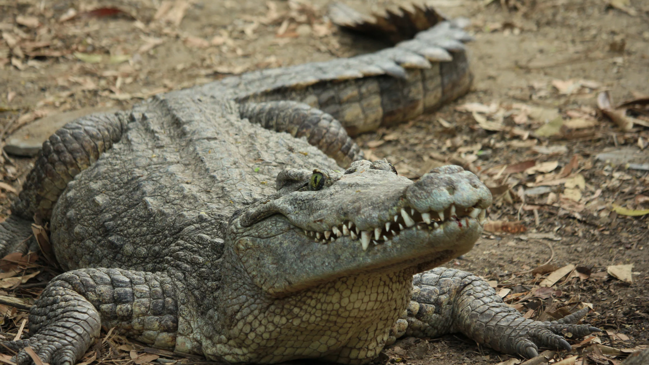 Крокодилът, открит в столичния квартал Ботунец, е пораснал с 30-40