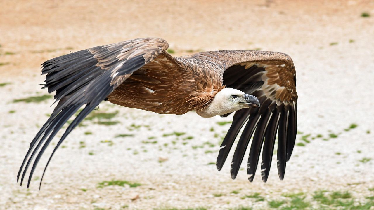 Лешояд стои на главния път Е-79 край Симитли