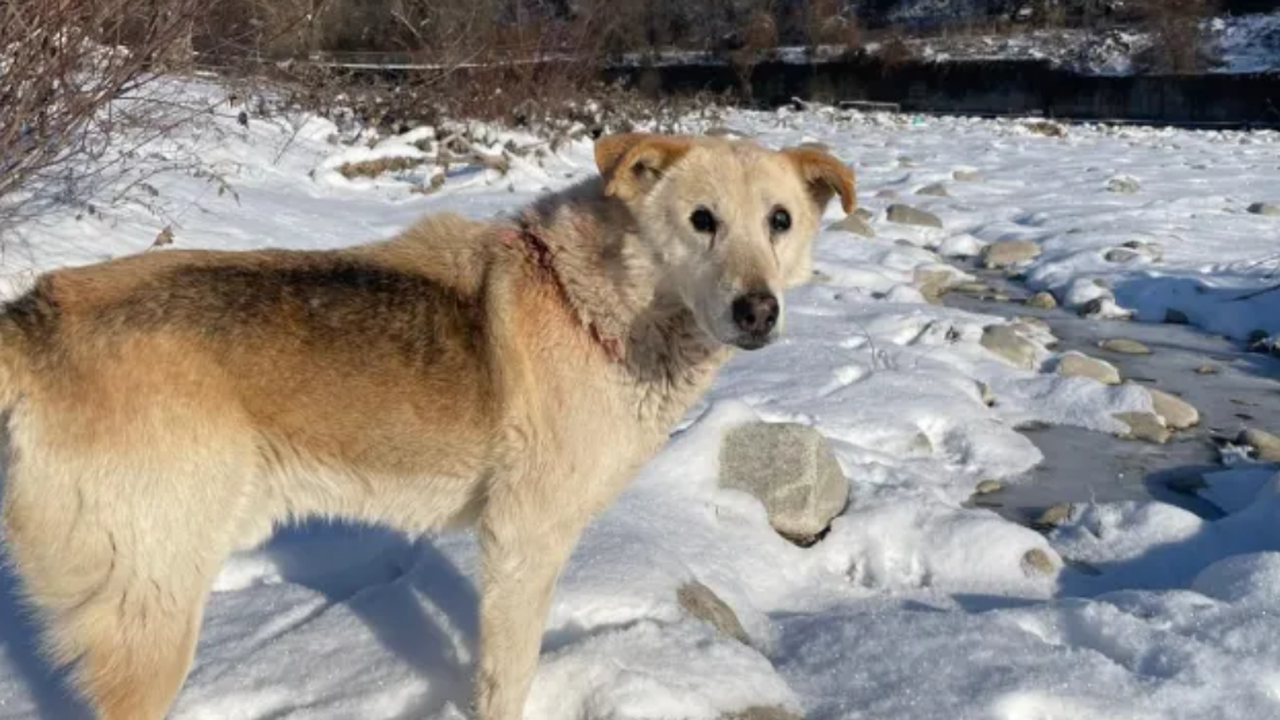 Днес ще бъде внесено искане в Районен съд – Тетевен
