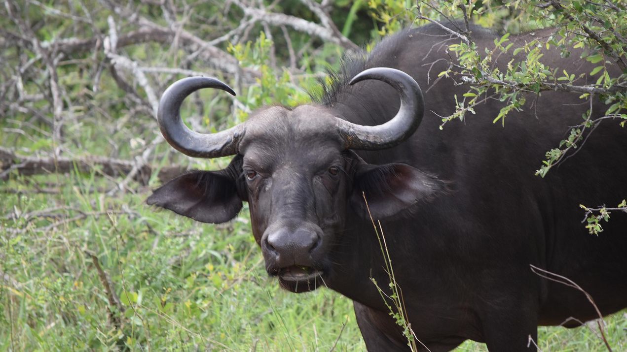 Американски милионер и ловец на едър дивеч загина, след като
