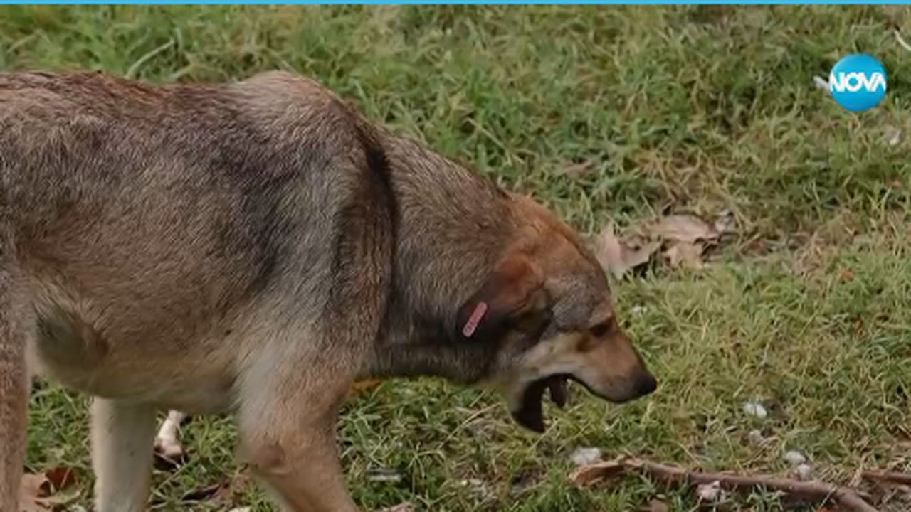  Случай на нахапано дете от глутница бездомни кучета стигна и