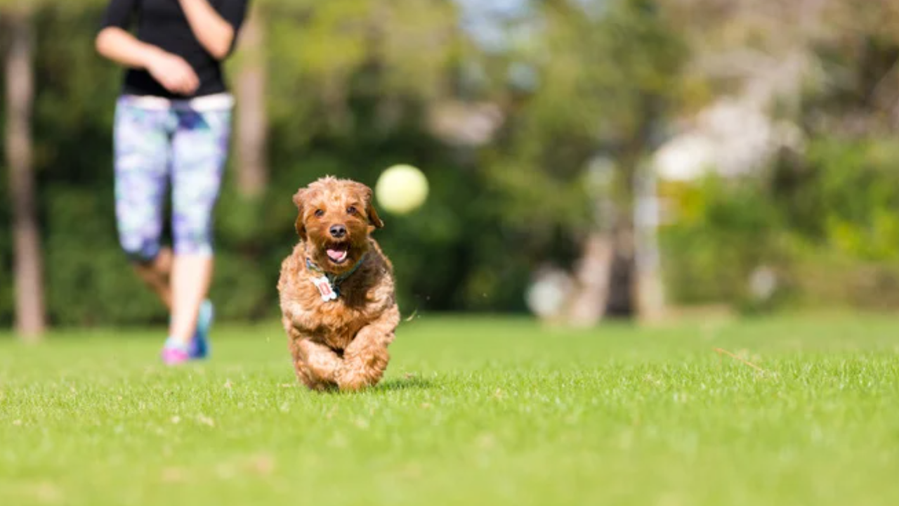 За месец са проверени 570 собственици на кучета в софийски паркове