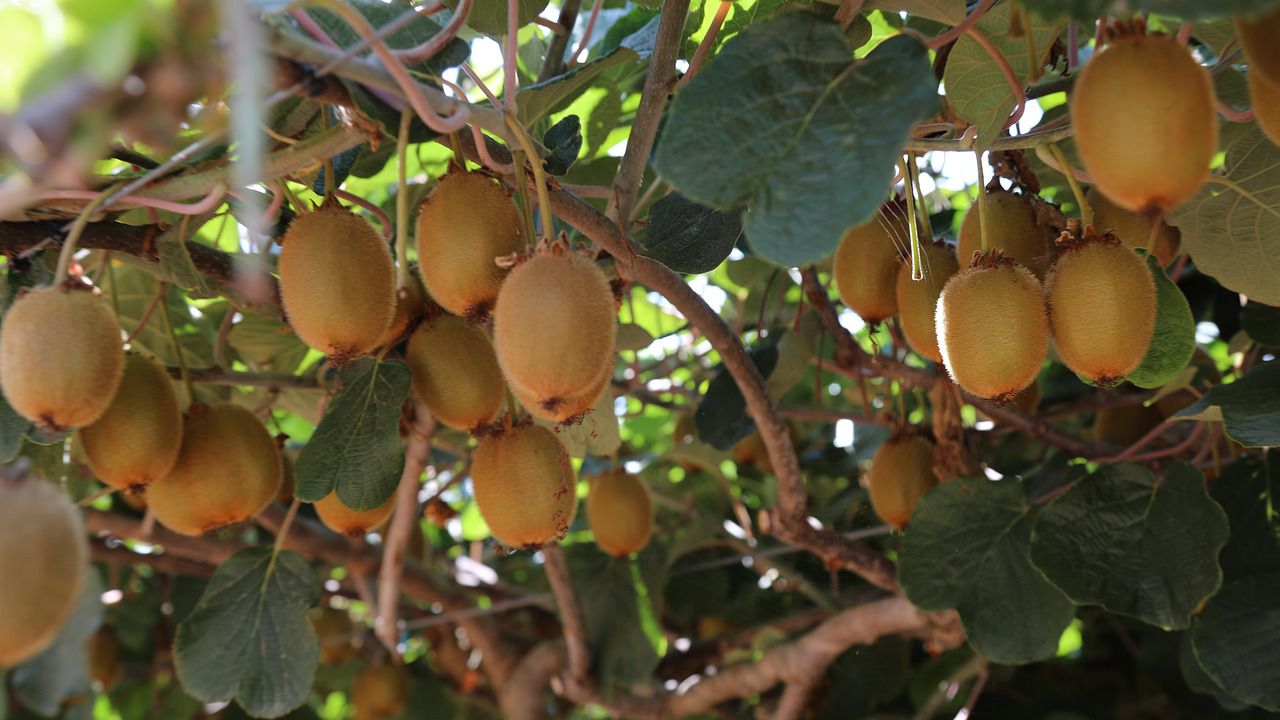 Земеделците в Югозападна България експериментират с екзотични култури