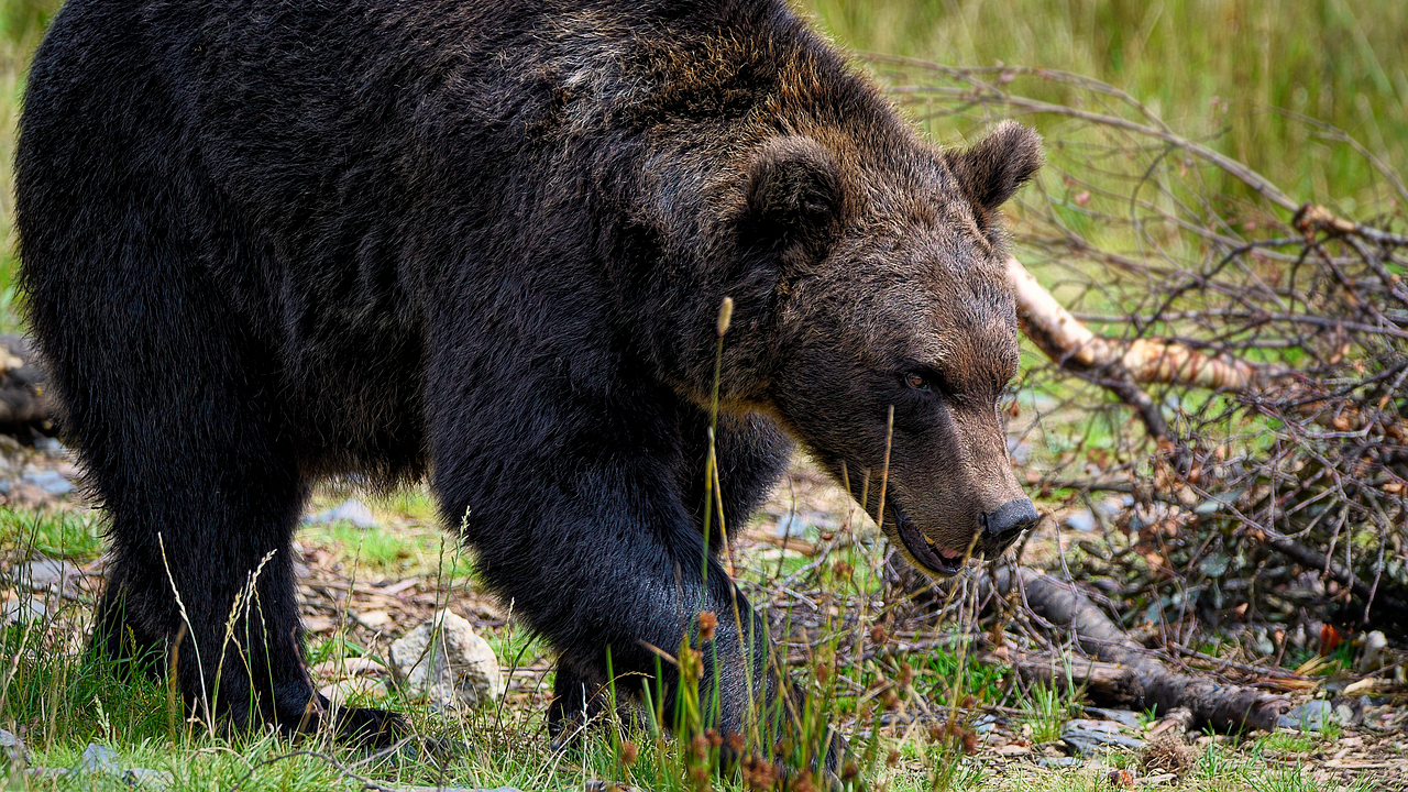 Япония мобилизира въоръжените си сили, за да се справи с нарастващите нападения от мечки