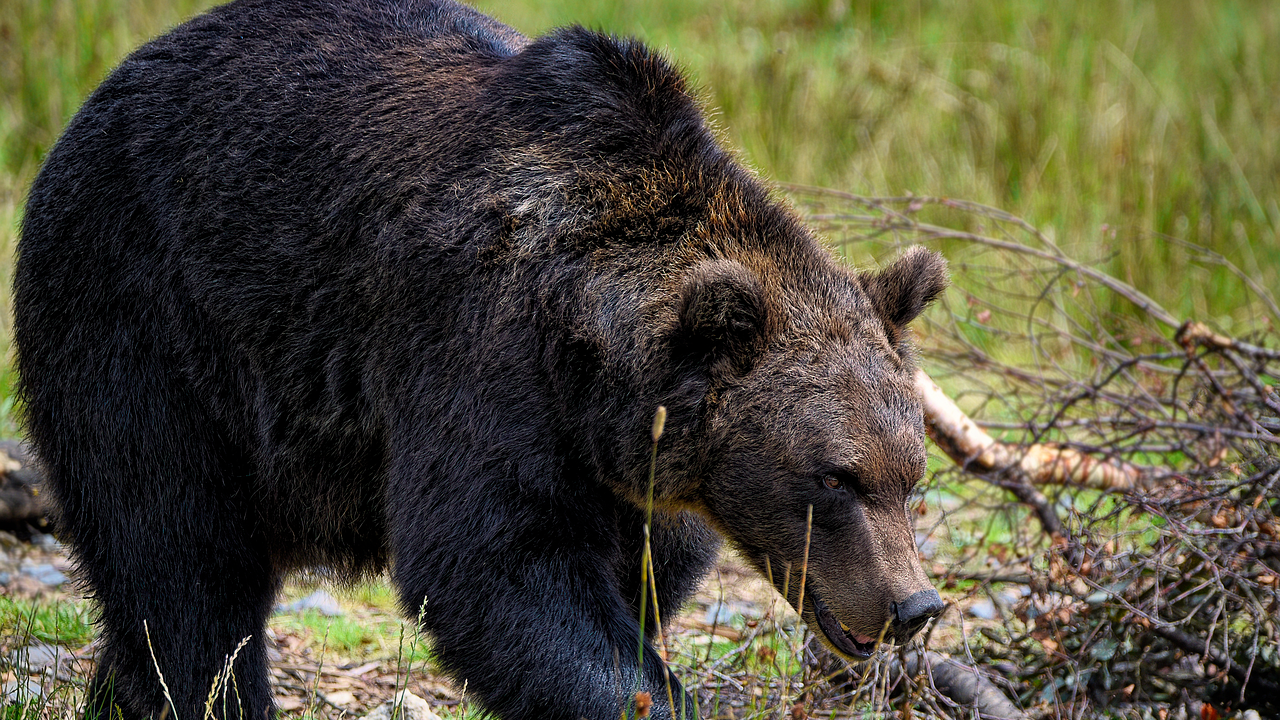 МЗХ осигури денонощни патрули в Карлово заради забелязаната мечка