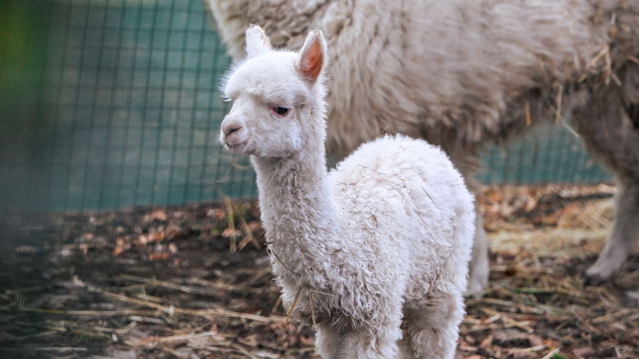 Алпаките се нареждат сред най-обичаните животни в зоопарка заради спокойния