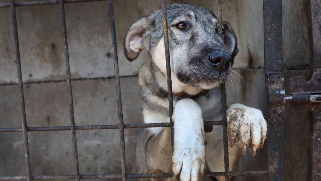 При руска въздушна атака е ударен приют за кучета в