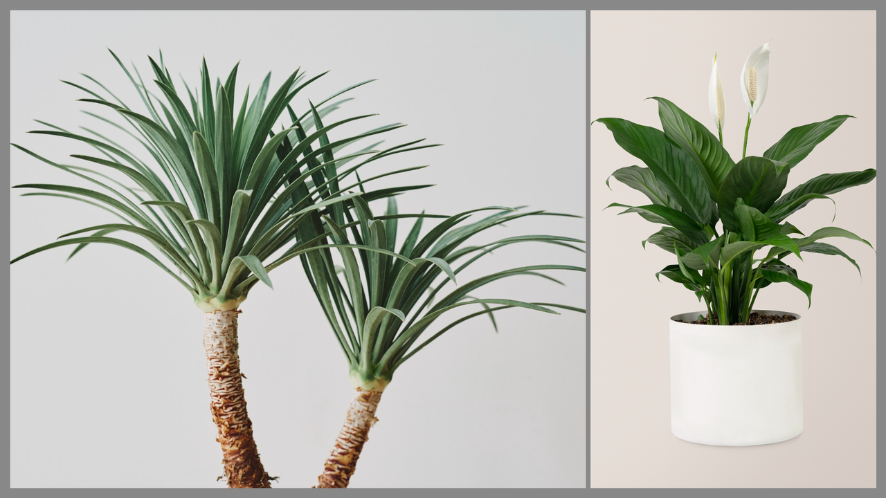 Фикус Бенджамин Фикусът Бенджамин (Ficus benjamina) е популярен избор за