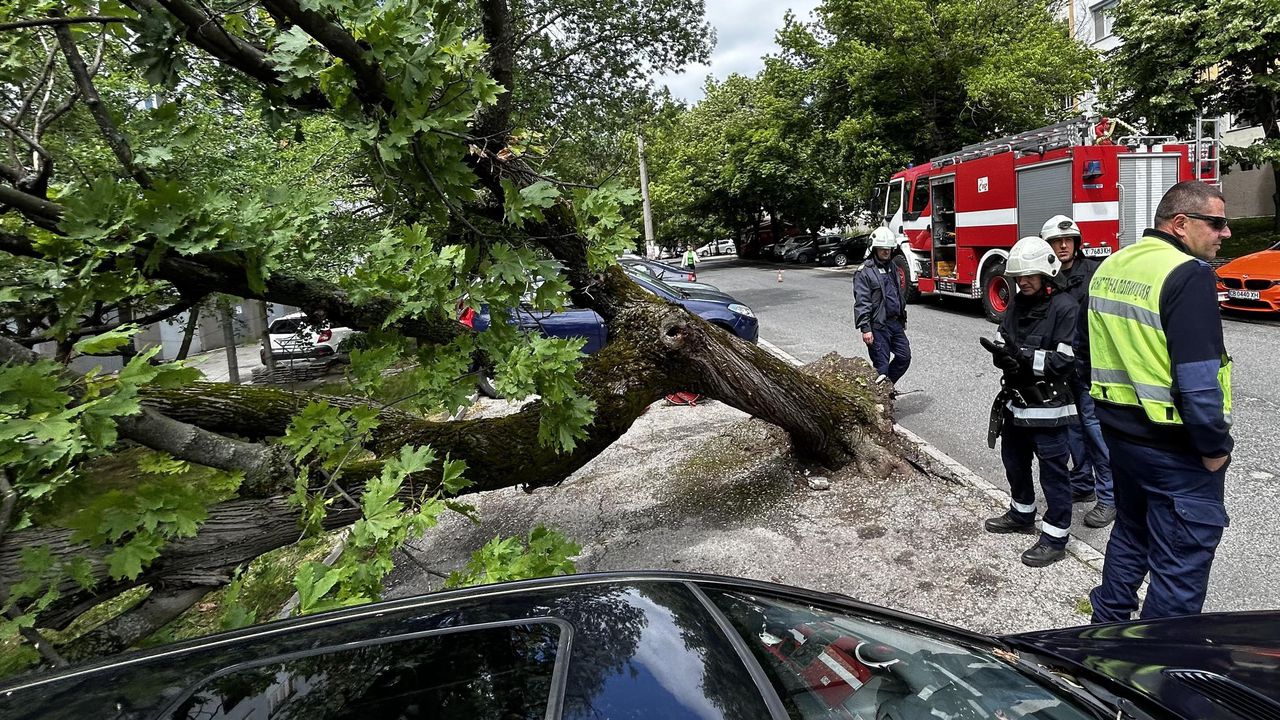 Дърво премаза паркирани коли в Пловдив
